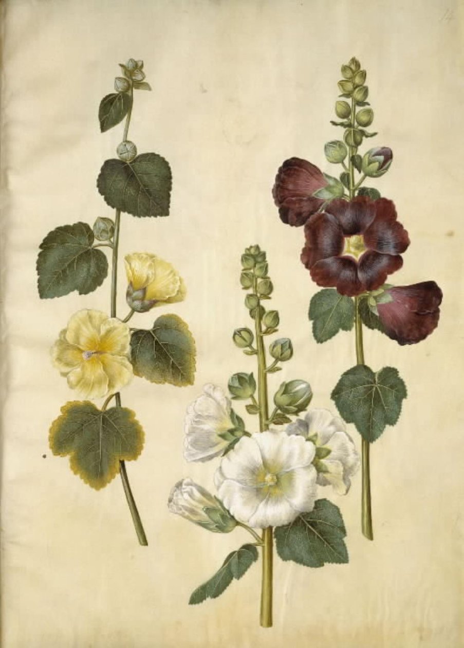 Alcea rosea (have-stokrose) tekijältä Hans Simon Holtzbecker