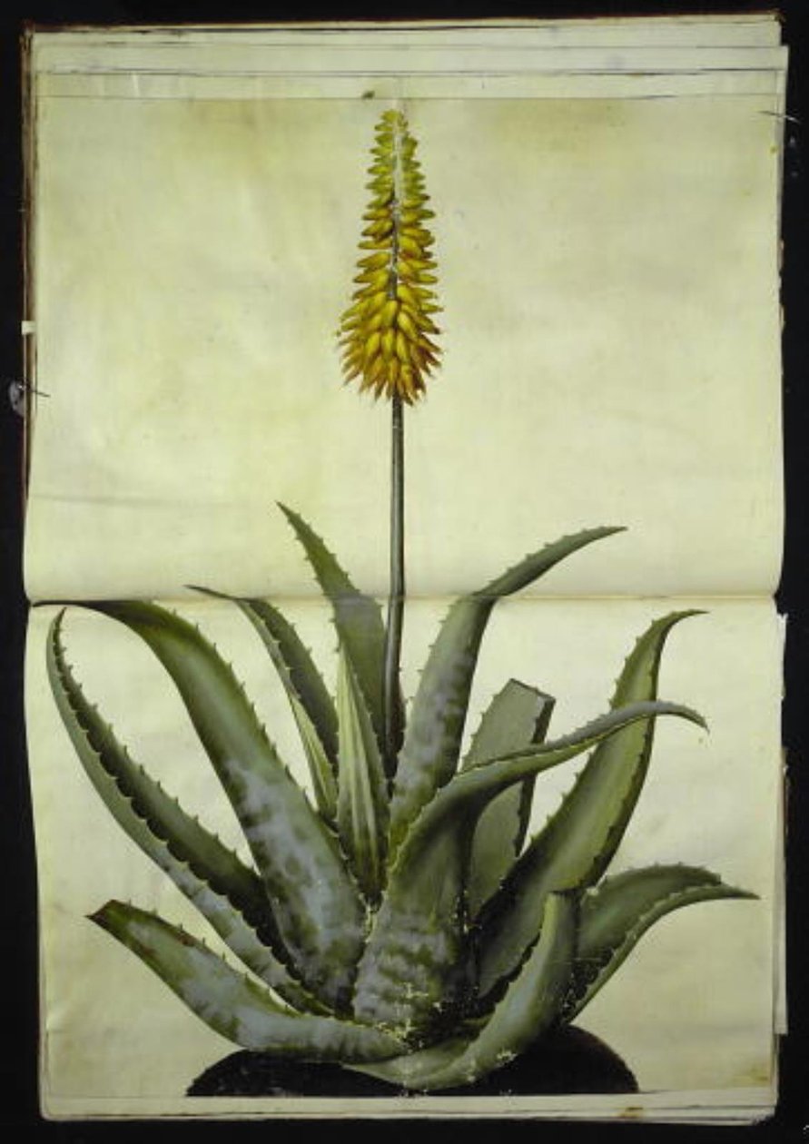 Aloe vera (lääketieteellinen aloe) tekijältä Hans Simon Holtzbecker
