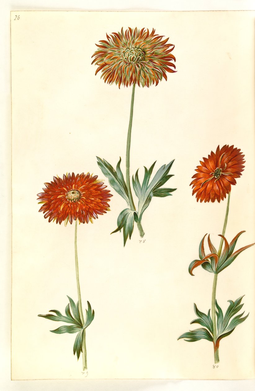 Anemone ×fulgens (kiiltävä anemone) tekijältä Hans Simon Holtzbecker