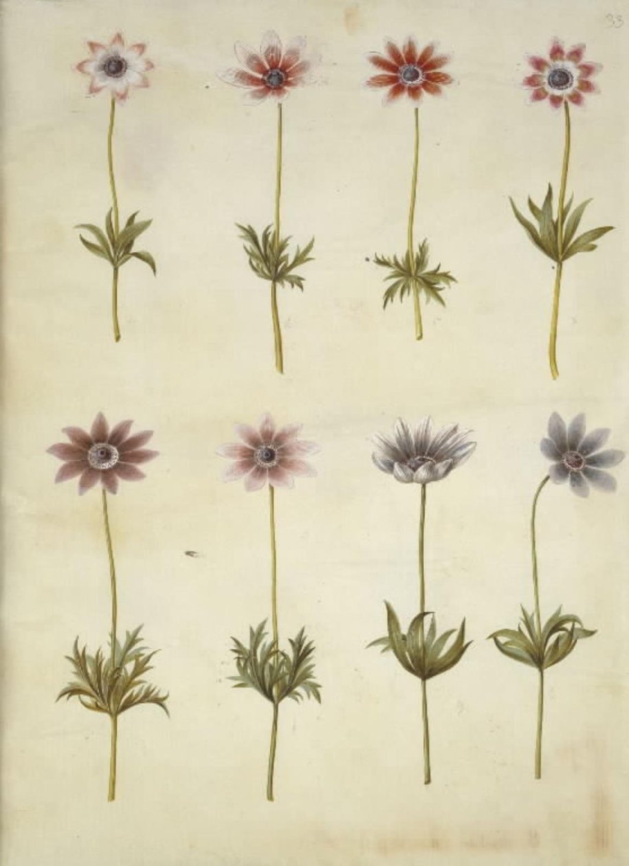 Anemone pavonina (riininkukkovuokko) tekijältä Hans Simon Holtzbecker