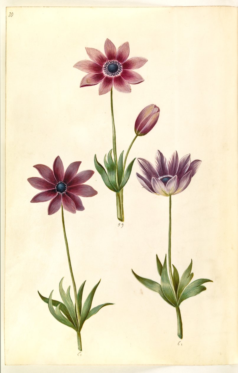 Anemone pavonina (riininkukkovuokko) tekijältä Hans Simon Holtzbecker