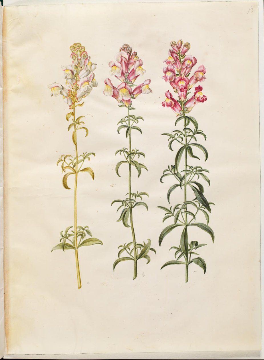 Antirrhinus majus (have-løvemund) tekijältä Hans Simon Holtzbecker