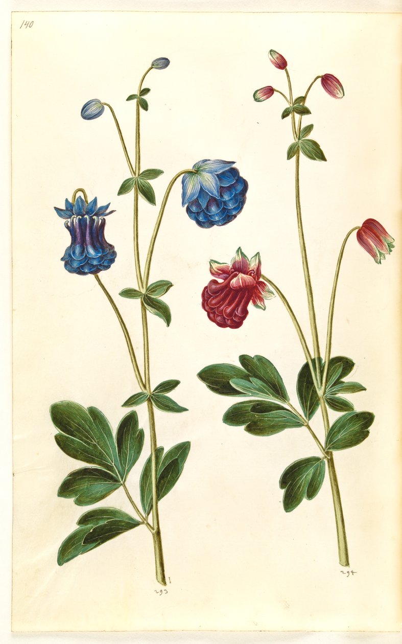 Aquilegia vulgaris (kolumbiini) tekijältä Hans Simon Holtzbecker