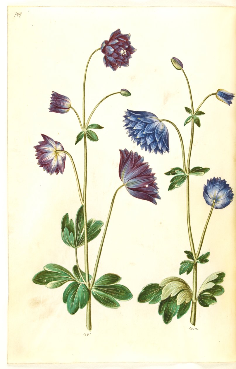 Aquilegia vulgaris (kolumbiini) tekijältä Hans Simon Holtzbecker