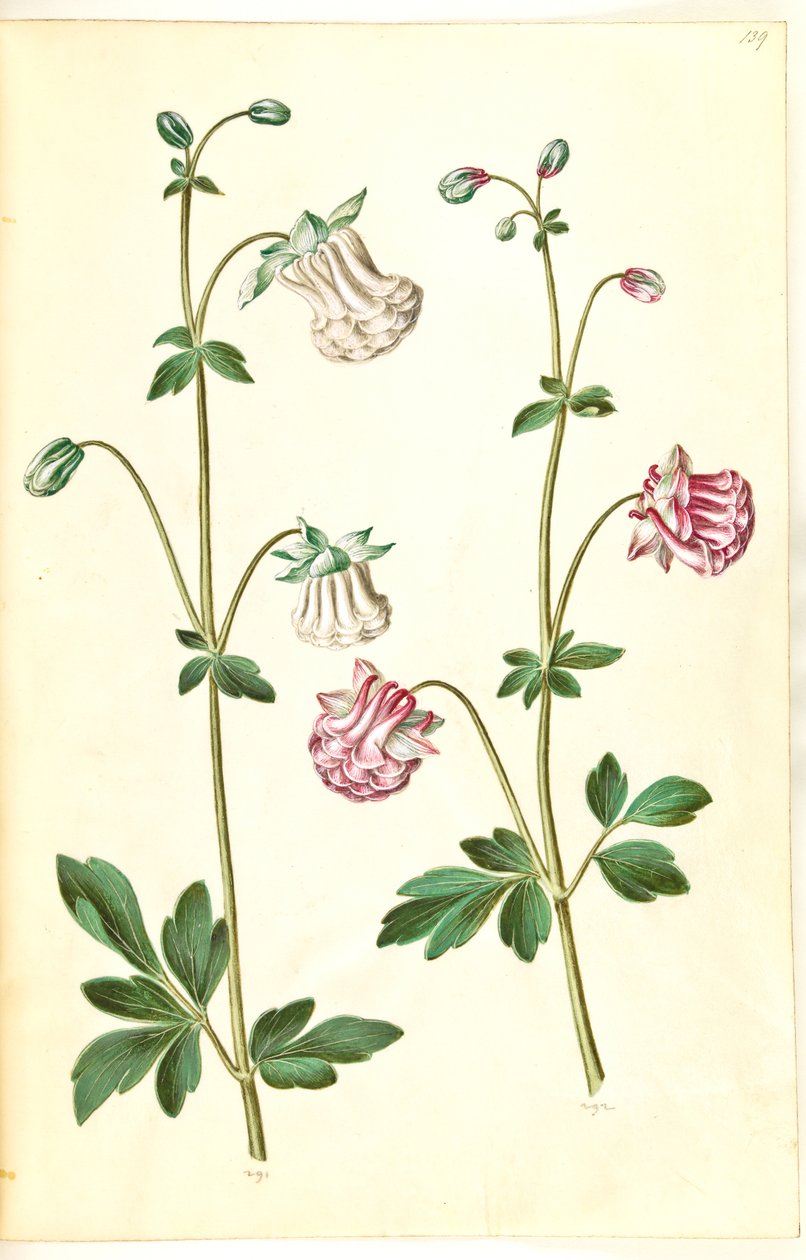 Aquilegia vulgaris (kolumbiini) tekijältä Hans Simon Holtzbecker