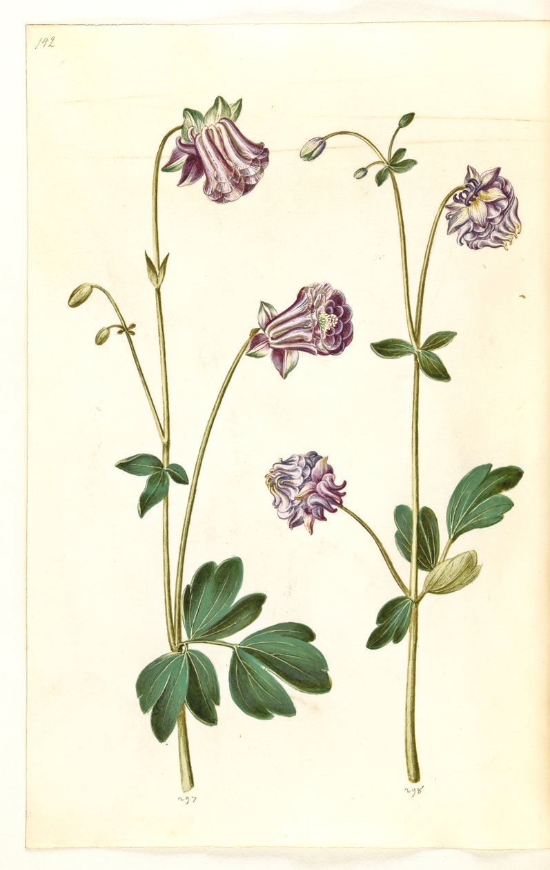 Aquilegia vulgaris (columbina comú) finès tekijältä Hans Simon Holtzbecker