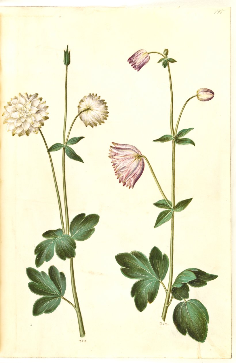 Aquilegia vulgaris (kolumbiini) tekijältä Hans Simon Holtzbecker