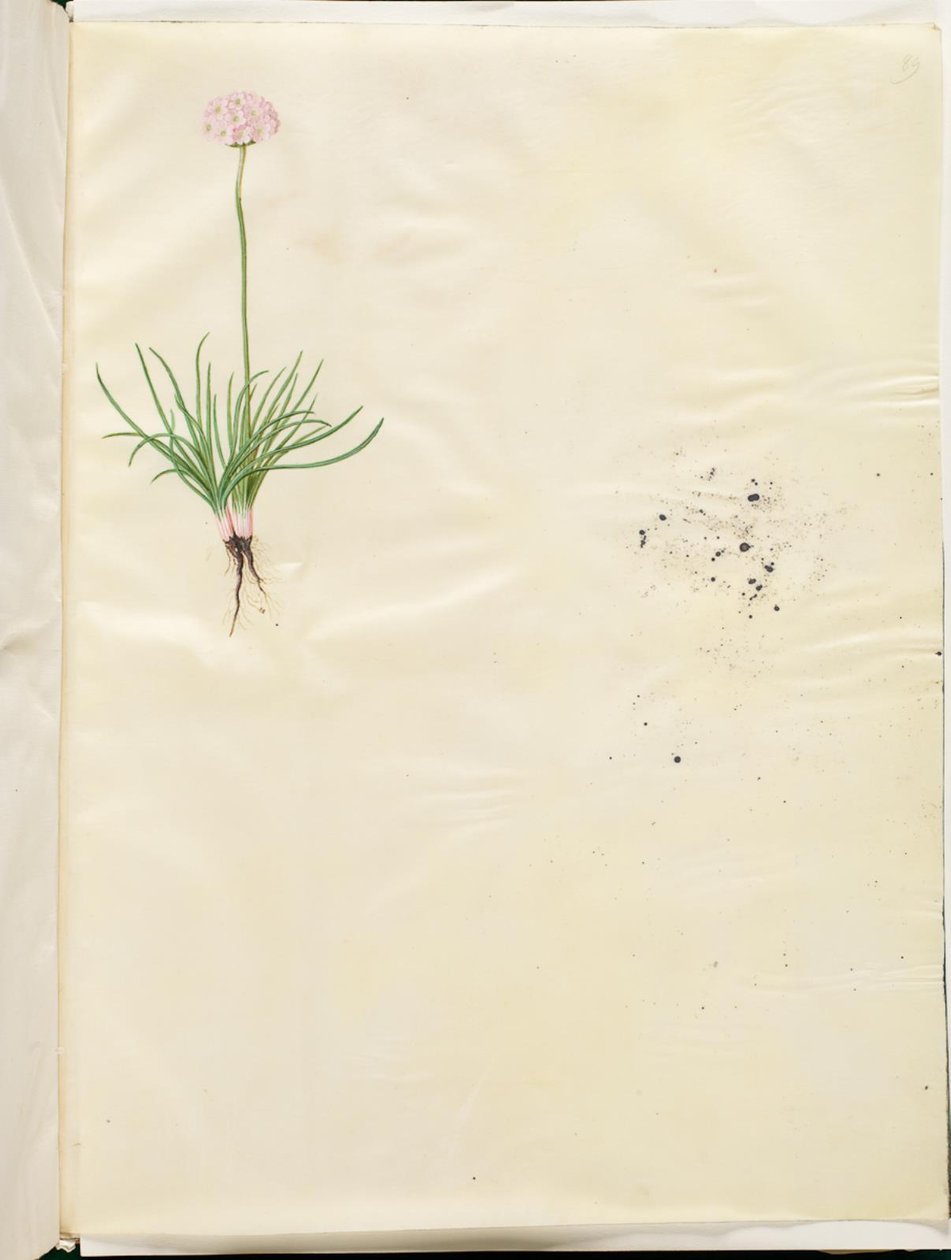 Armeria maritima (yleinen englantilainen ruoho) tekijältä Hans Simon Holtzbecker