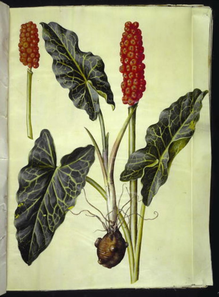 italialainen arum (italiensk arum) tekijältä Hans Simon Holtzbecker