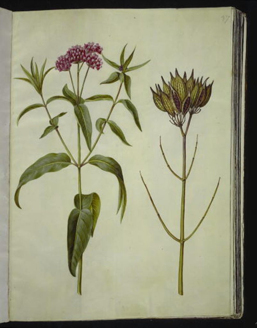 Asclepias incarnata (ruusu-silkeplante) tekijältä Hans Simon Holtzbecker