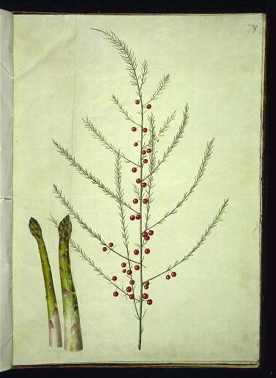 Asparagus officinalis (tavallinen parsa) tekijältä Hans Simon Holtzbecker