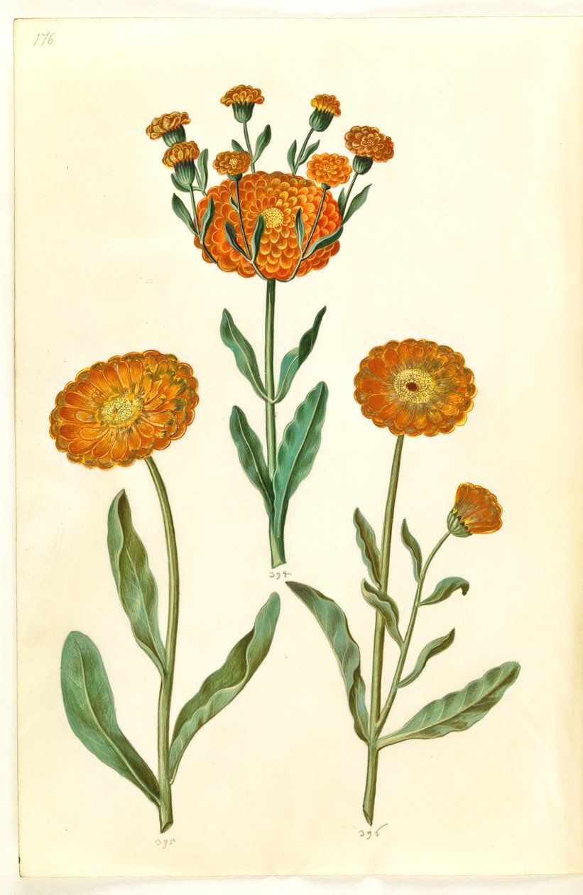 Calendula officinalis (puutarha kehäkukka) tekijältä Hans Simon Holtzbecker