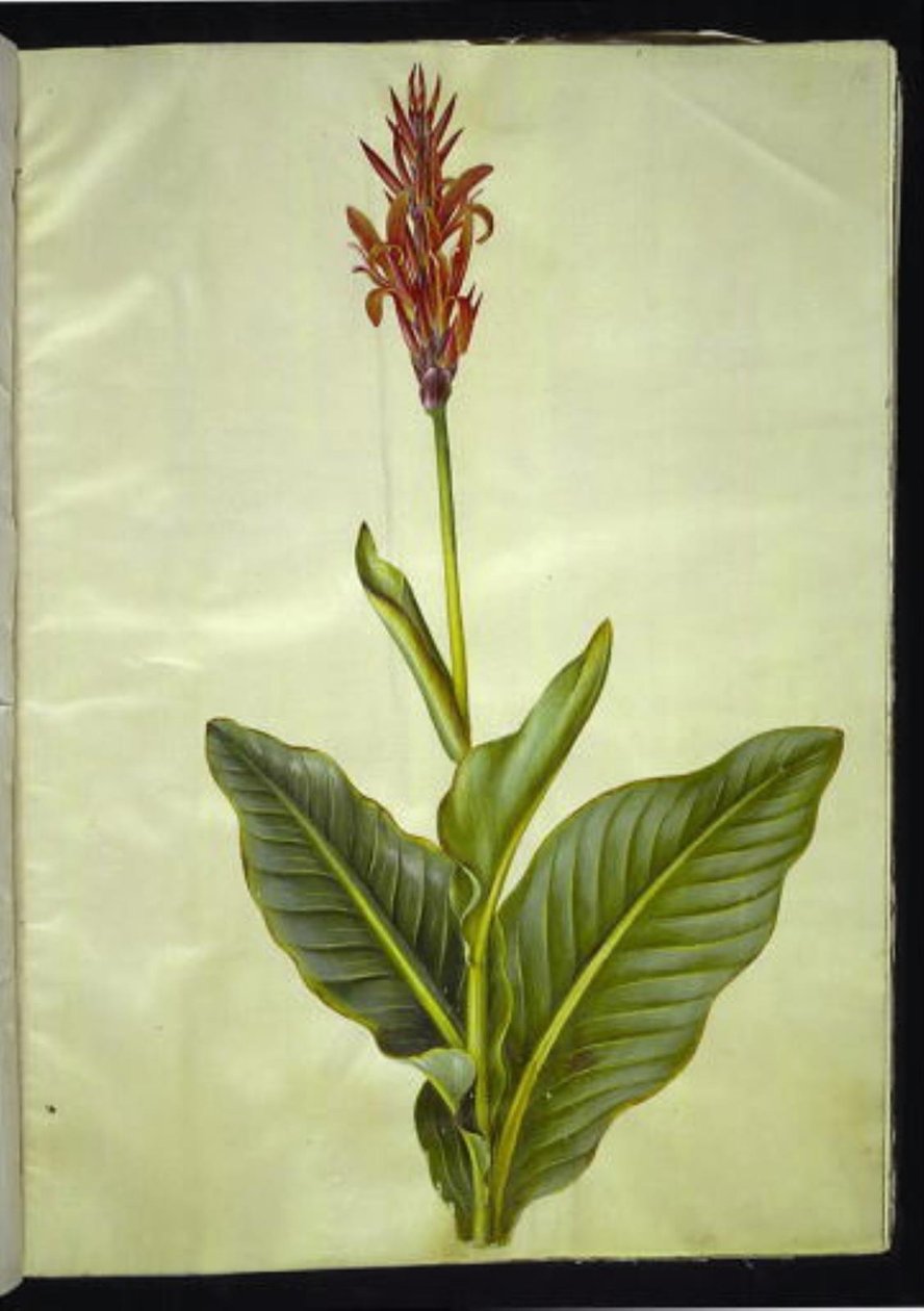 Canna indica (syötävä canna) tekijältä Hans Simon Holtzbecker