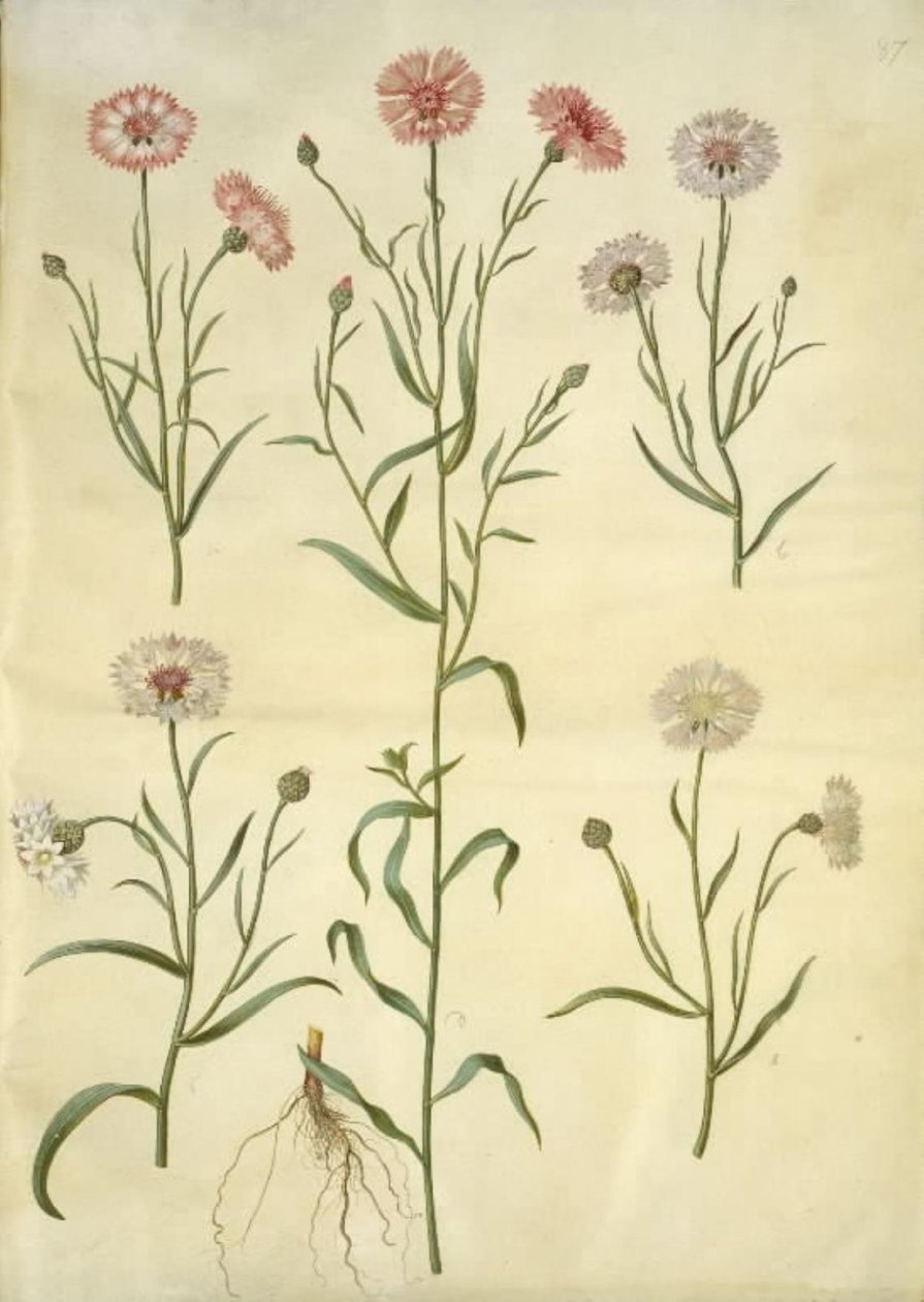Centaurea cyanus (ruiskukka) tekijältä Hans Simon Holtzbecker