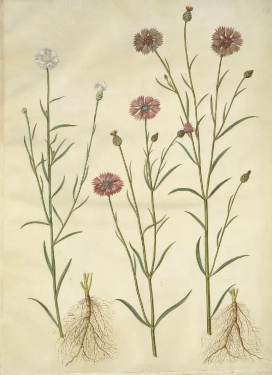 Centaurea cyanus (ruiskukka) tekijältä Hans Simon Holtzbecker