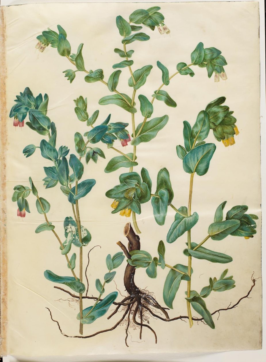 Cerinthe major (stor voksurt) tekijältä Hans Simon Holtzbecker