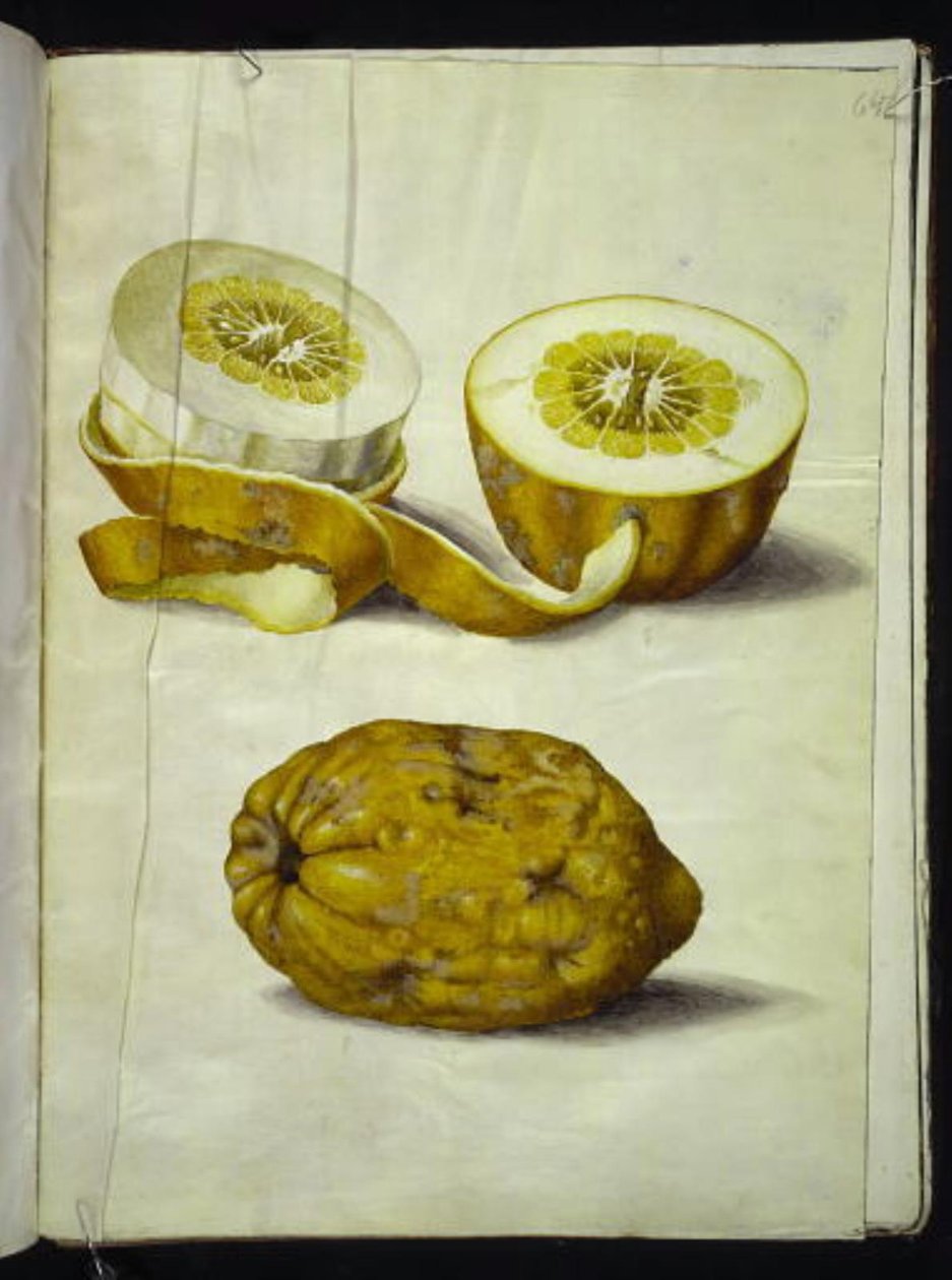 Citrus medica (sedraatti) tekijältä Hans Simon Holtzbecker
