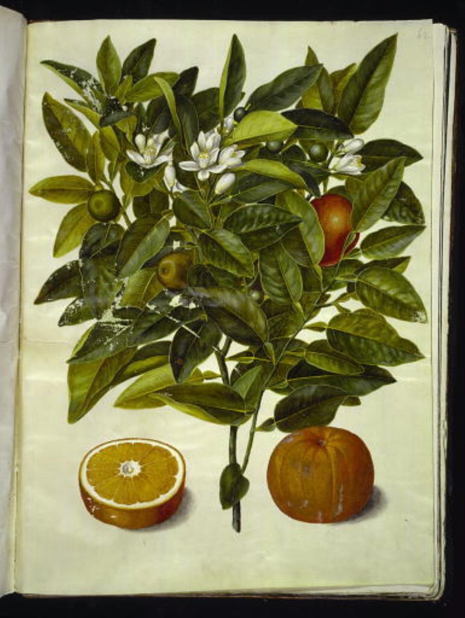 Citrus sinensis (oranssi) tekijältä Hans Simon Holtzbecker