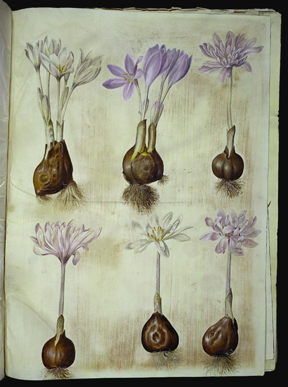 Colchicum autumnale (høst-tidløs) tekijältä Hans Simon Holtzbecker