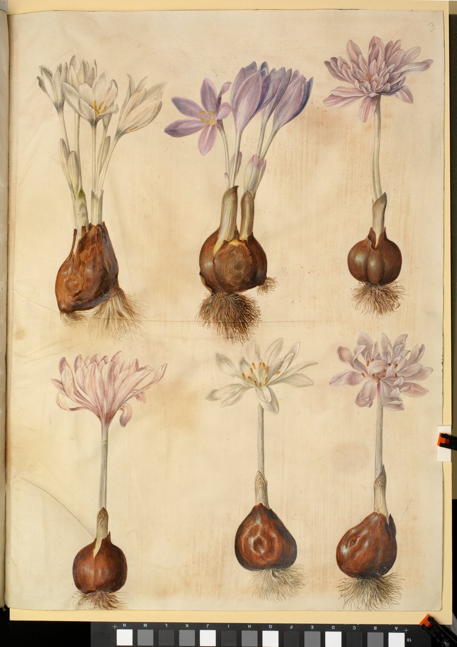 Colchicum autumnale tekijältä Hans Simon Holtzbecker