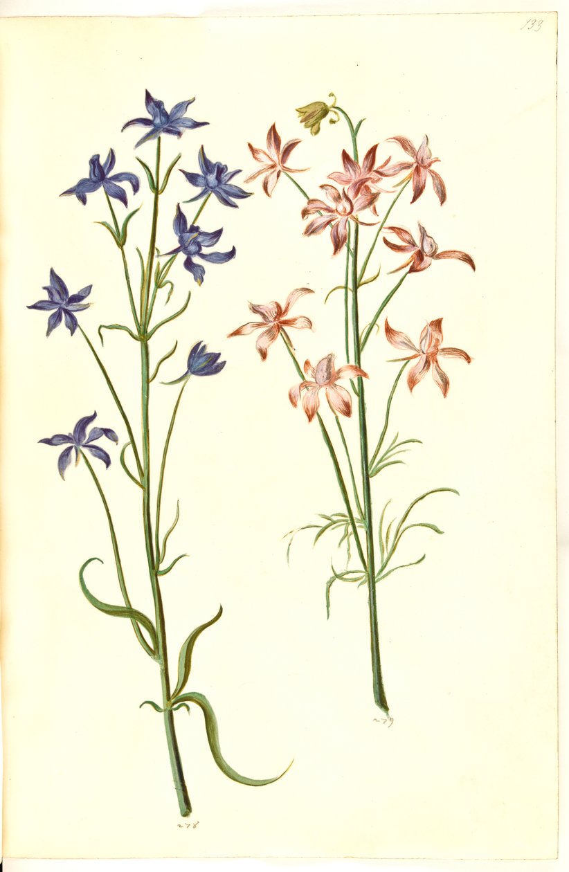 Consolida Regalis (Korn-Riedersfoor) tekijältä Hans Simon Holtzbecker