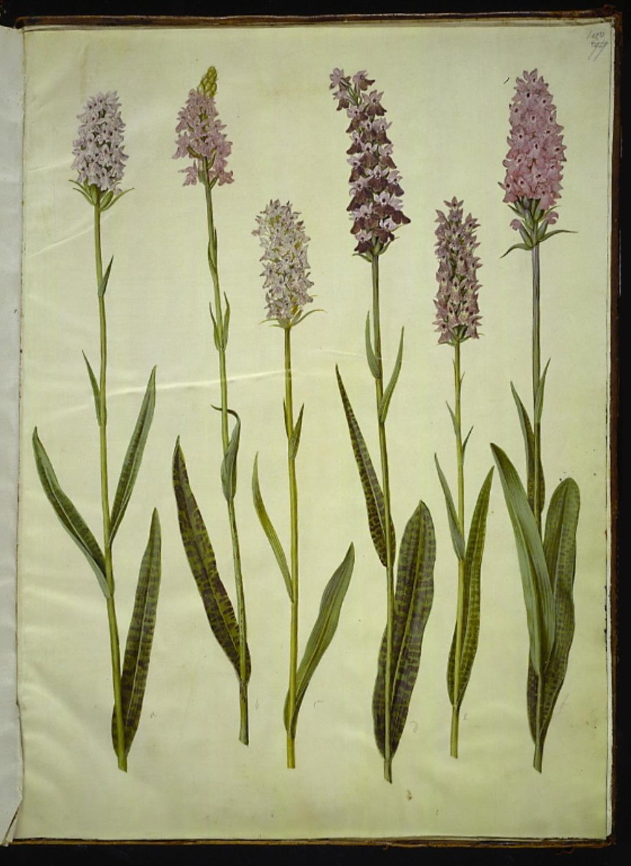 Dactylorhiza maculata (täpläkäkiyrtti) tekijältä Hans Simon Holtzbecker