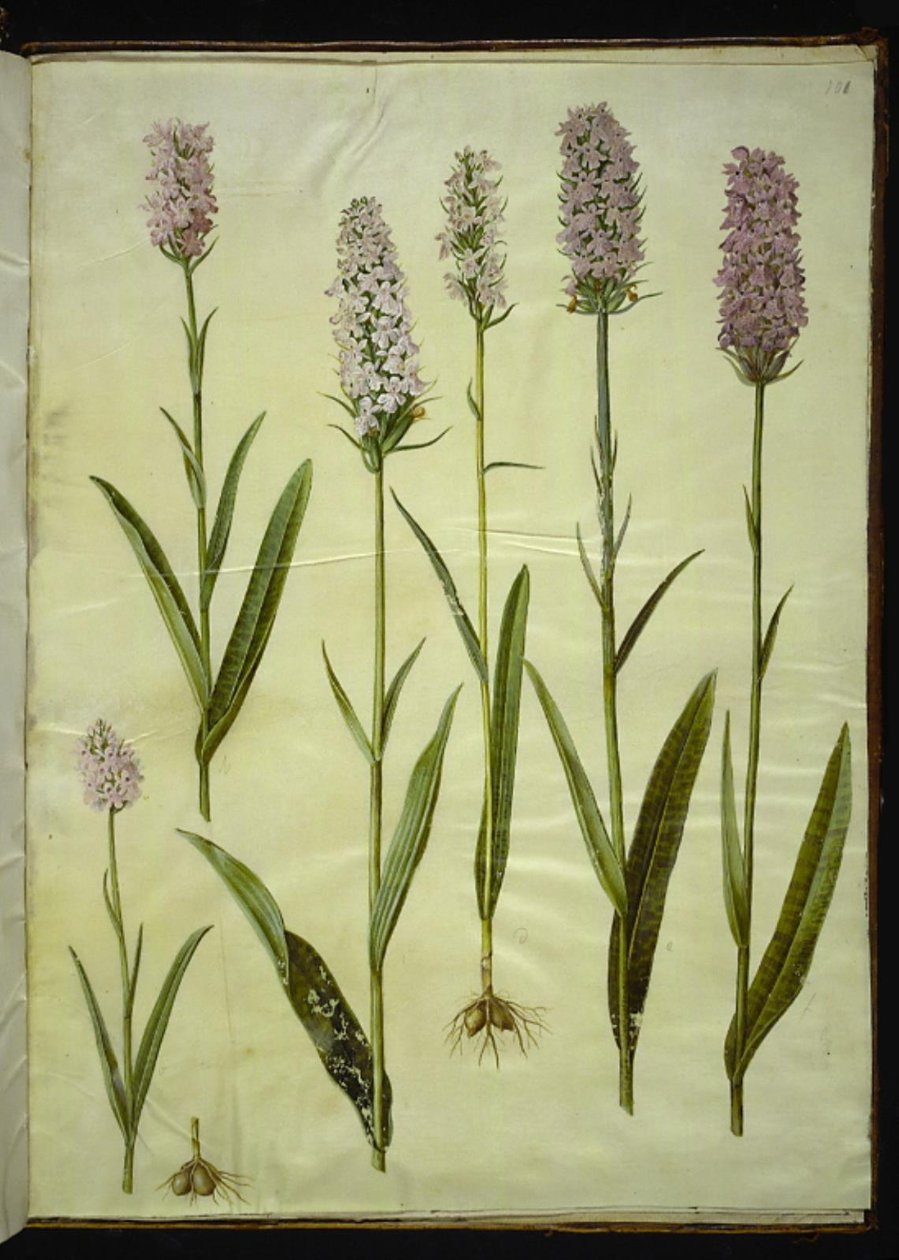 Dactylorhiza maculata (täpläkäkiyrtti) tekijältä Hans Simon Holtzbecker