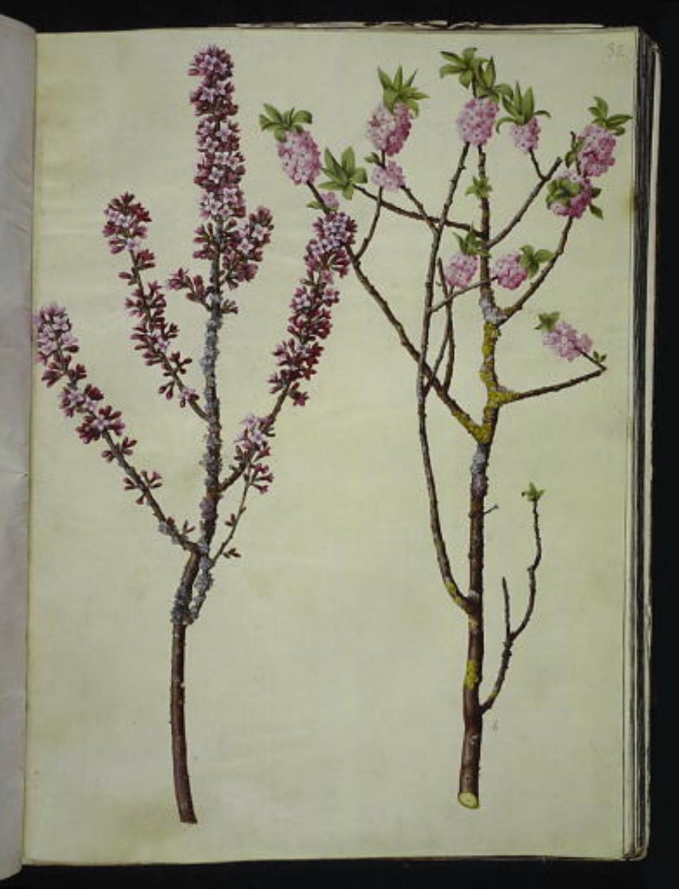 Daphne mezereum (peberbusk) tekijältä Hans Simon Holtzbecker