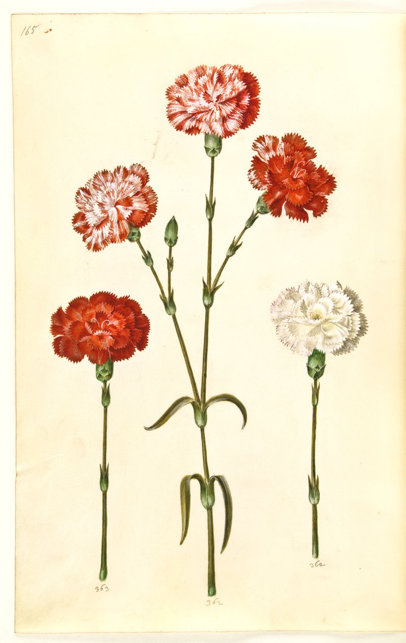 Dianthus caryophyllus (puutarhan neilikka) tekijältä Hans Simon Holtzbecker