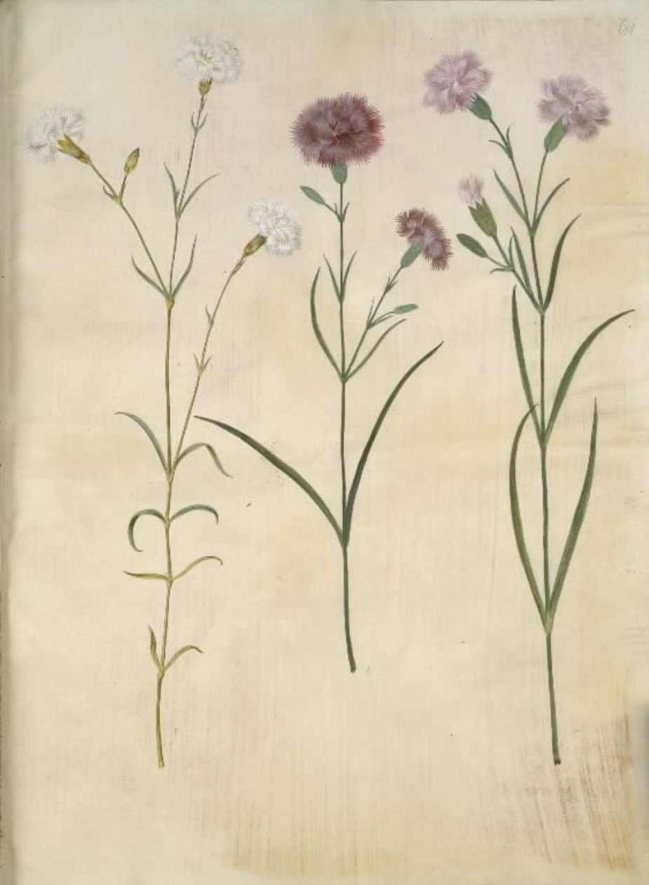 Dianthus plumarius (sulka neilikka) tekijältä Hans Simon Holtzbecker