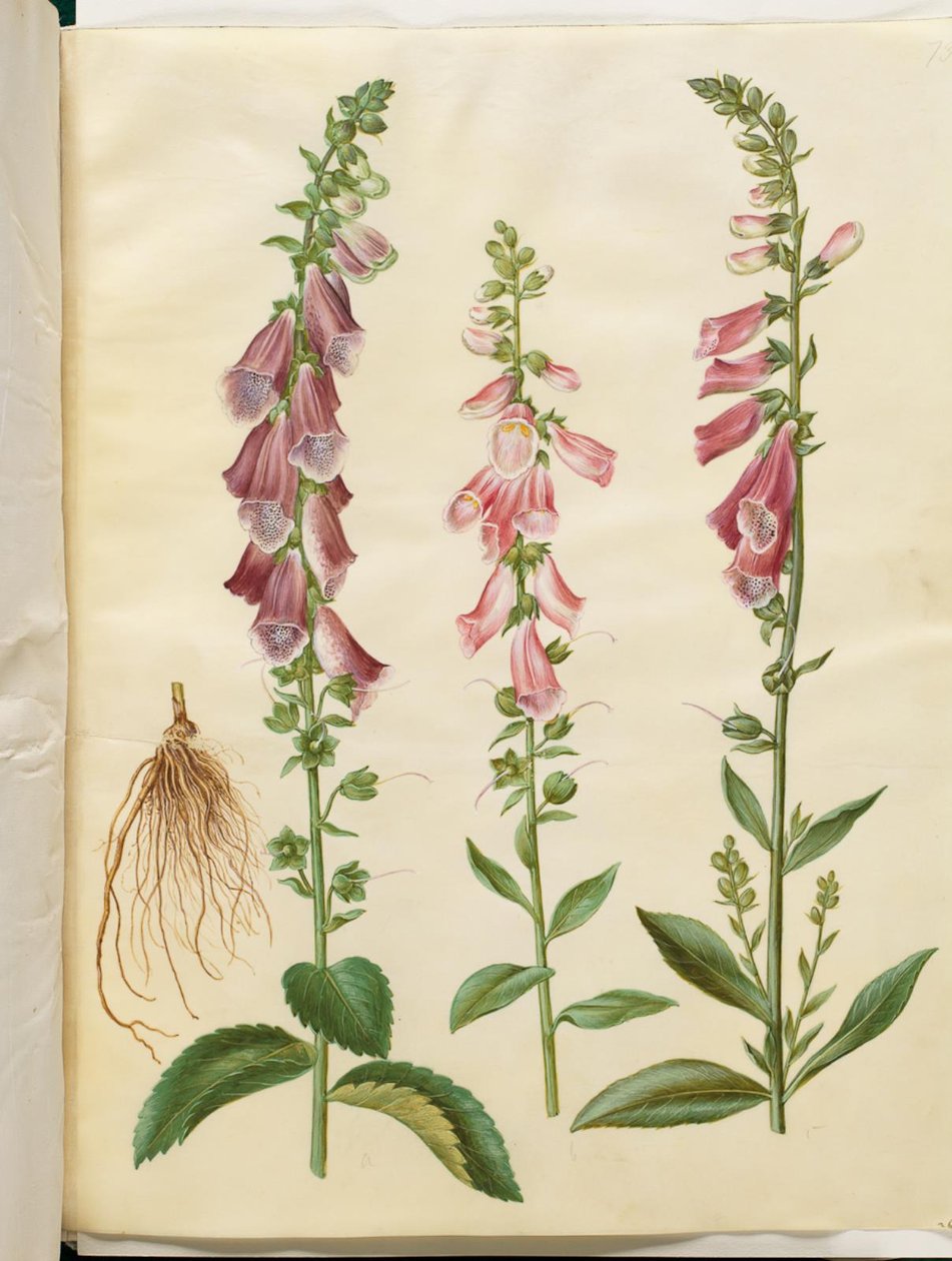 Digitalis purpurea (tavallinen kettukäsine) tekijältä Hans Simon Holtzbecker