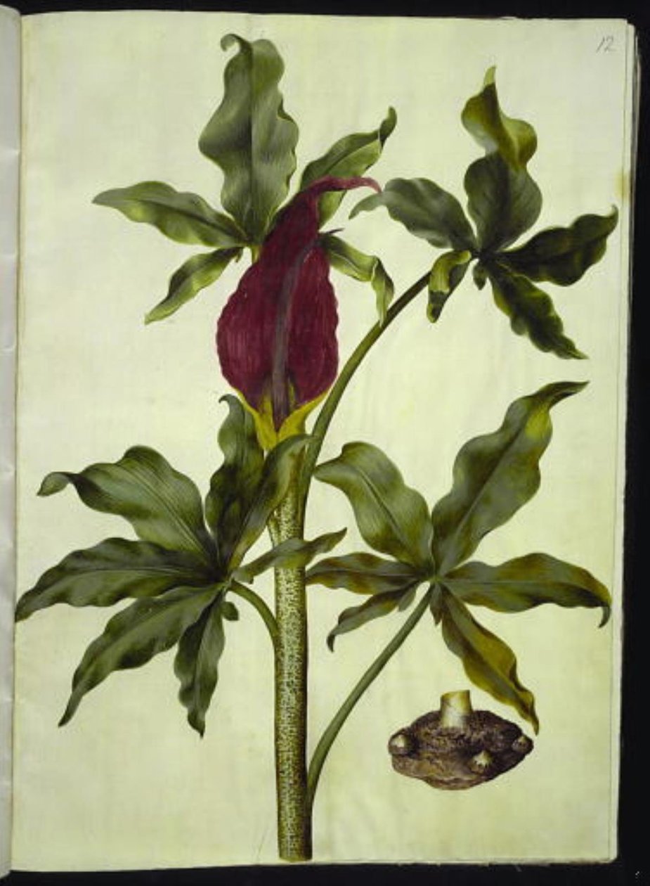 Dracunculus vulgaris (tavallinen lohikäärmejuuri) tekijältä Hans Simon Holtzbecker