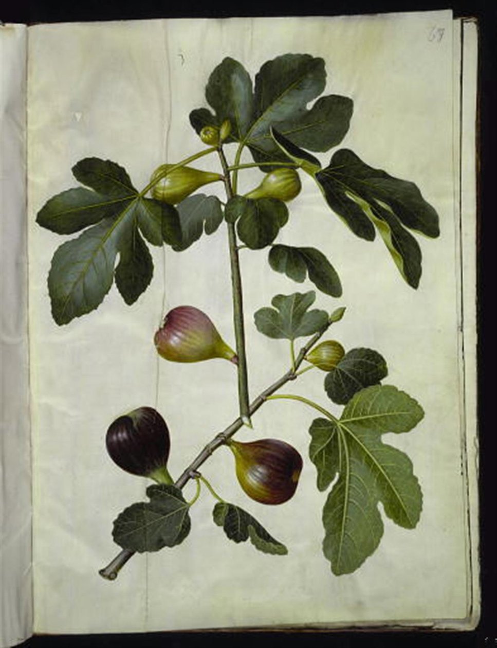 Ficus carica (almindelig figen) tekijältä Hans Simon Holtzbecker