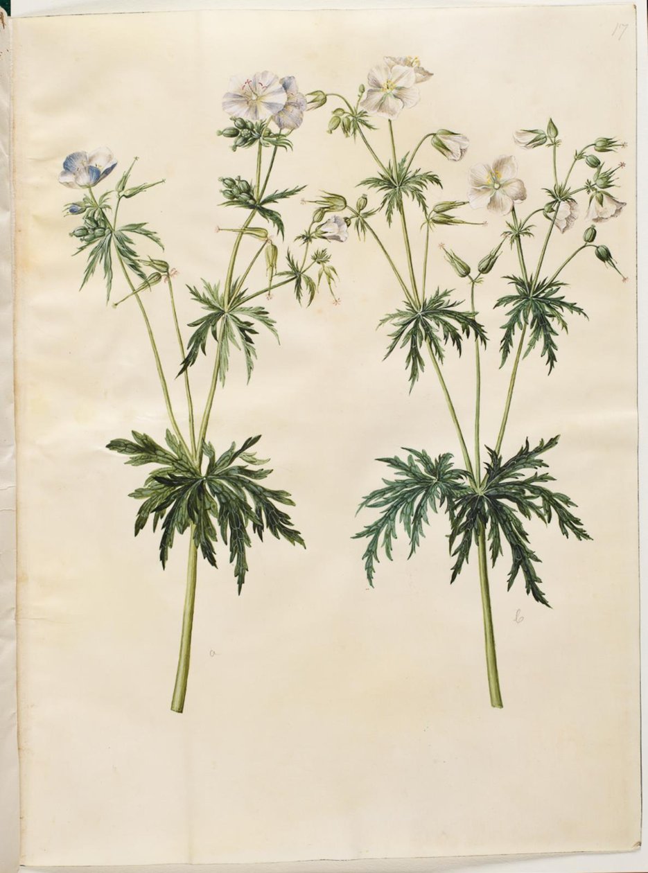Geranium pratense (niittyhaikaran nokka) tekijältä Hans Simon Holtzbecker