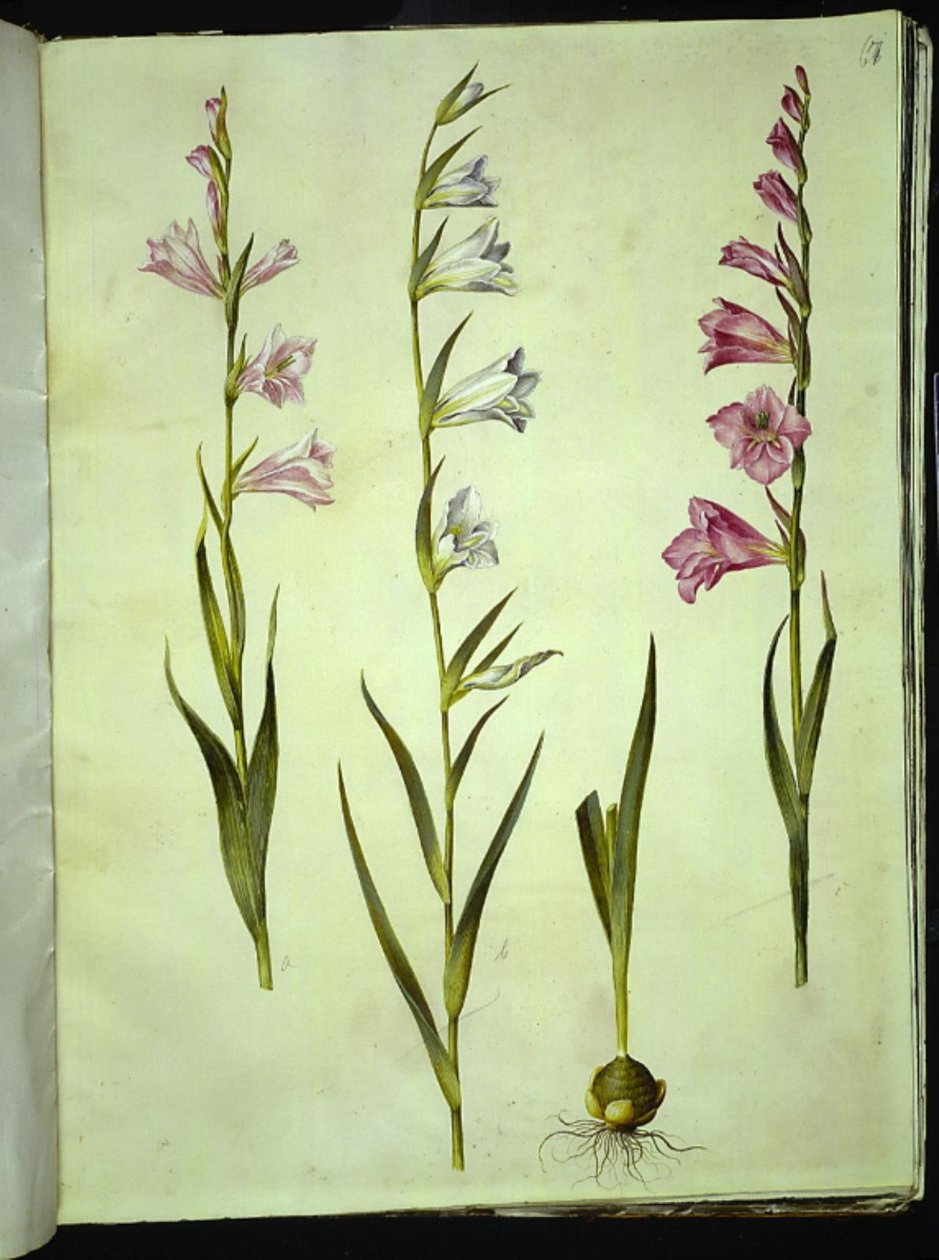 Gladiolus communis (tavallinen gladiolus) tekijältä Hans Simon Holtzbecker