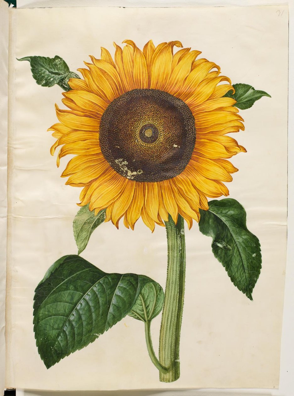 Helianthus annuus (tavallinen auringonkukka) tekijältä Hans Simon Holtzbecker