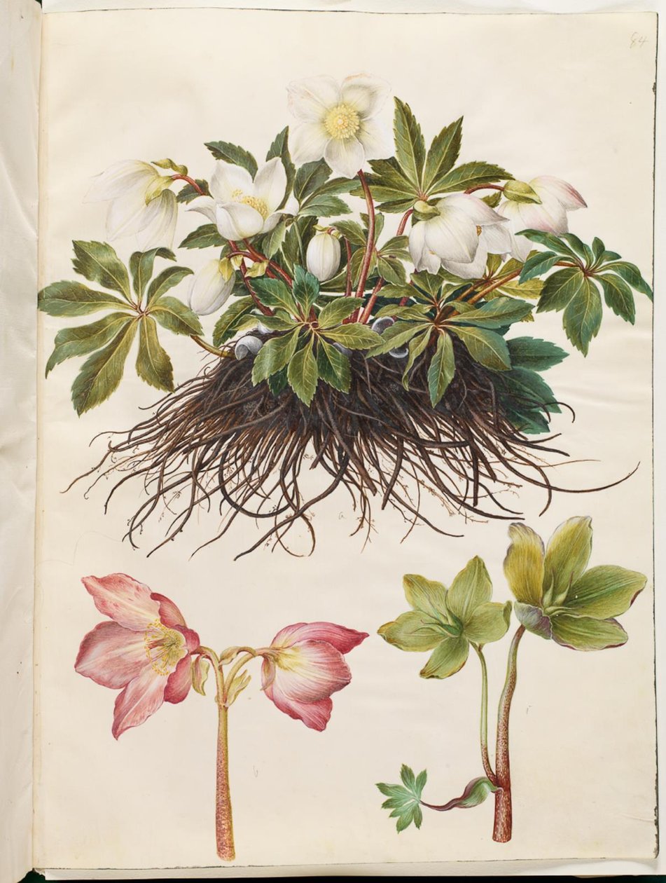 Helleborus niger (yleinen jouluruusu) tekijältä Hans Simon Holtzbecker