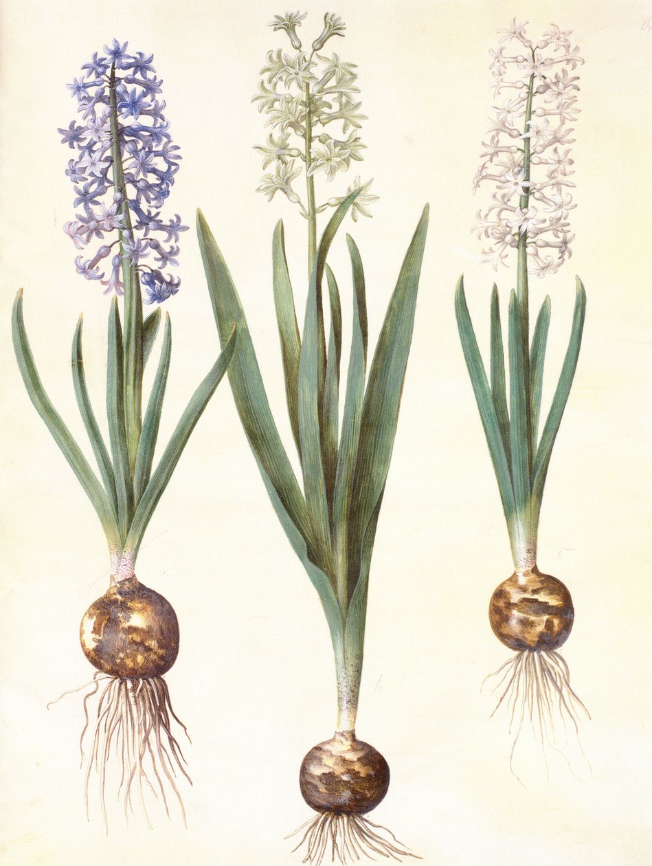 Hyacinthoides orientalis simp et pl tekijältä Hans Simon Holtzbecker