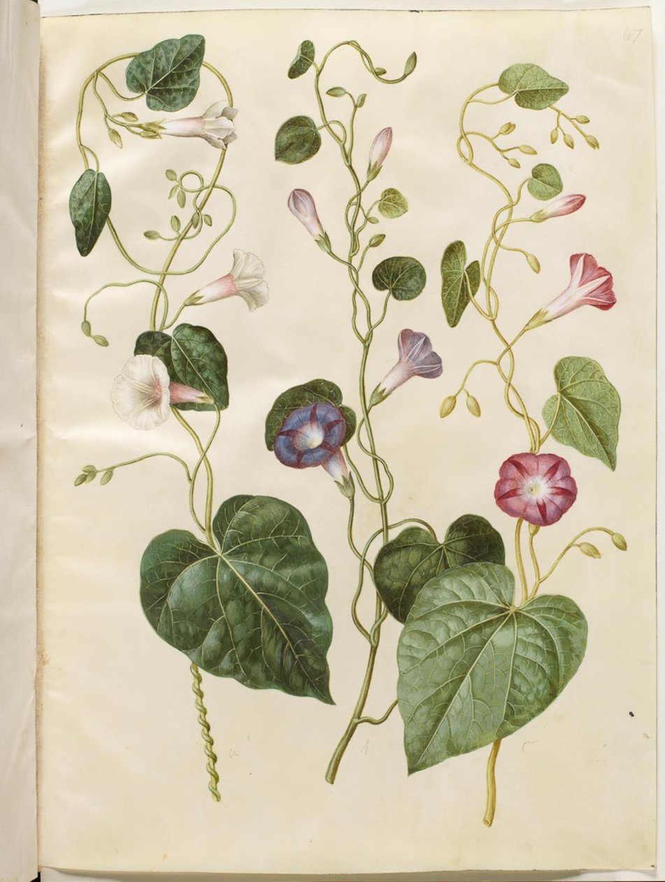 Ipomoea purpurea (purpur-pragtsnerle) tekijältä Hans Simon Holtzbecker