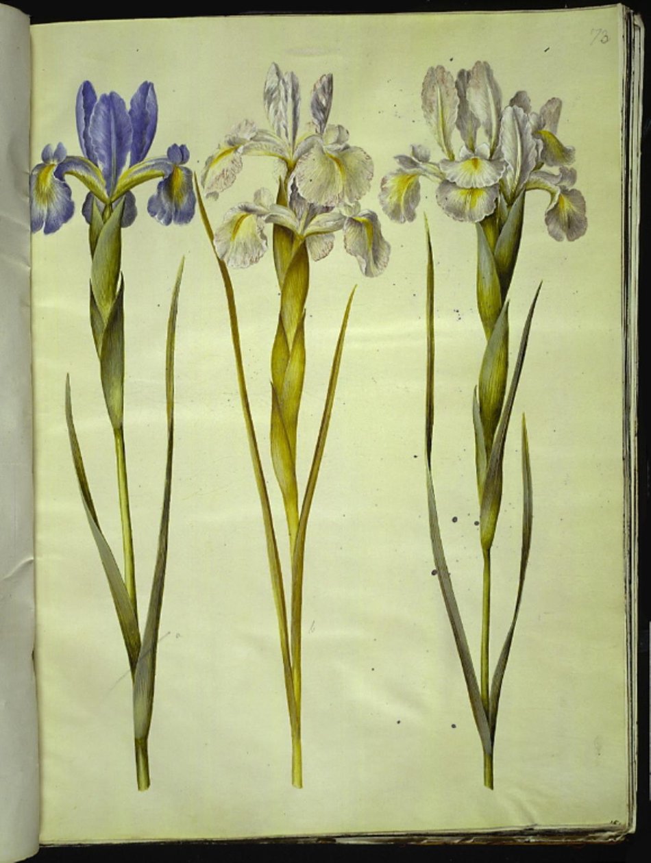 Iris latifolia (englanniksi iris) tekijältä Hans Simon Holtzbecker