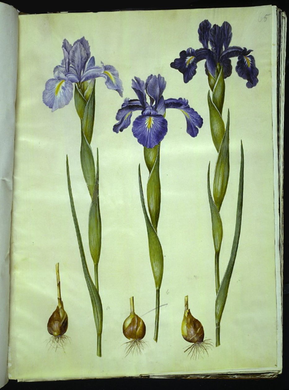 Iris latifolia (englanniksi iris) tekijältä Hans Simon Holtzbecker