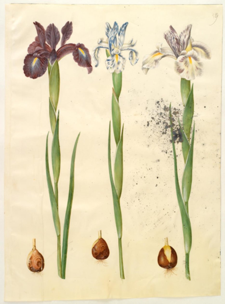 Iris latifolia (englanniksi iris) tekijältä Hans Simon Holtzbecker