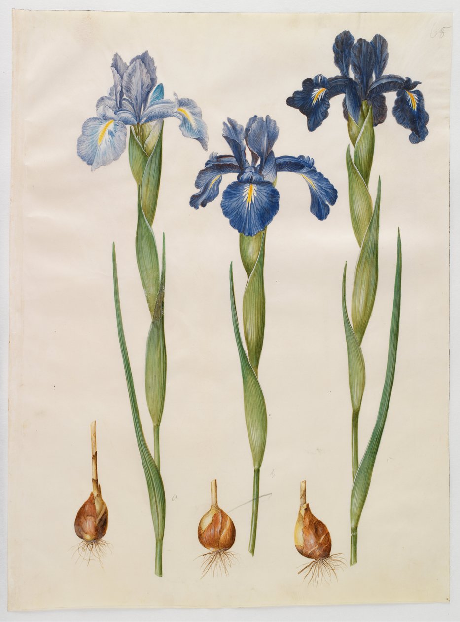 Iris xiphioides tekijältä Hans Simon Holtzbecker