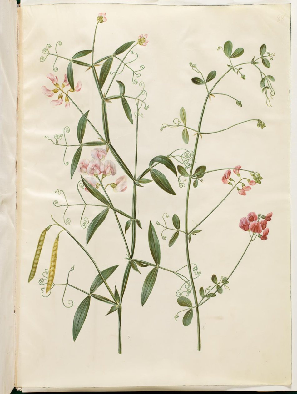 Lathyrus sylvestris (metsän tasainen palko); Lathyrus tuberosus (mukuloiden litteä palko) tekijältä Hans Simon Holtzbecker