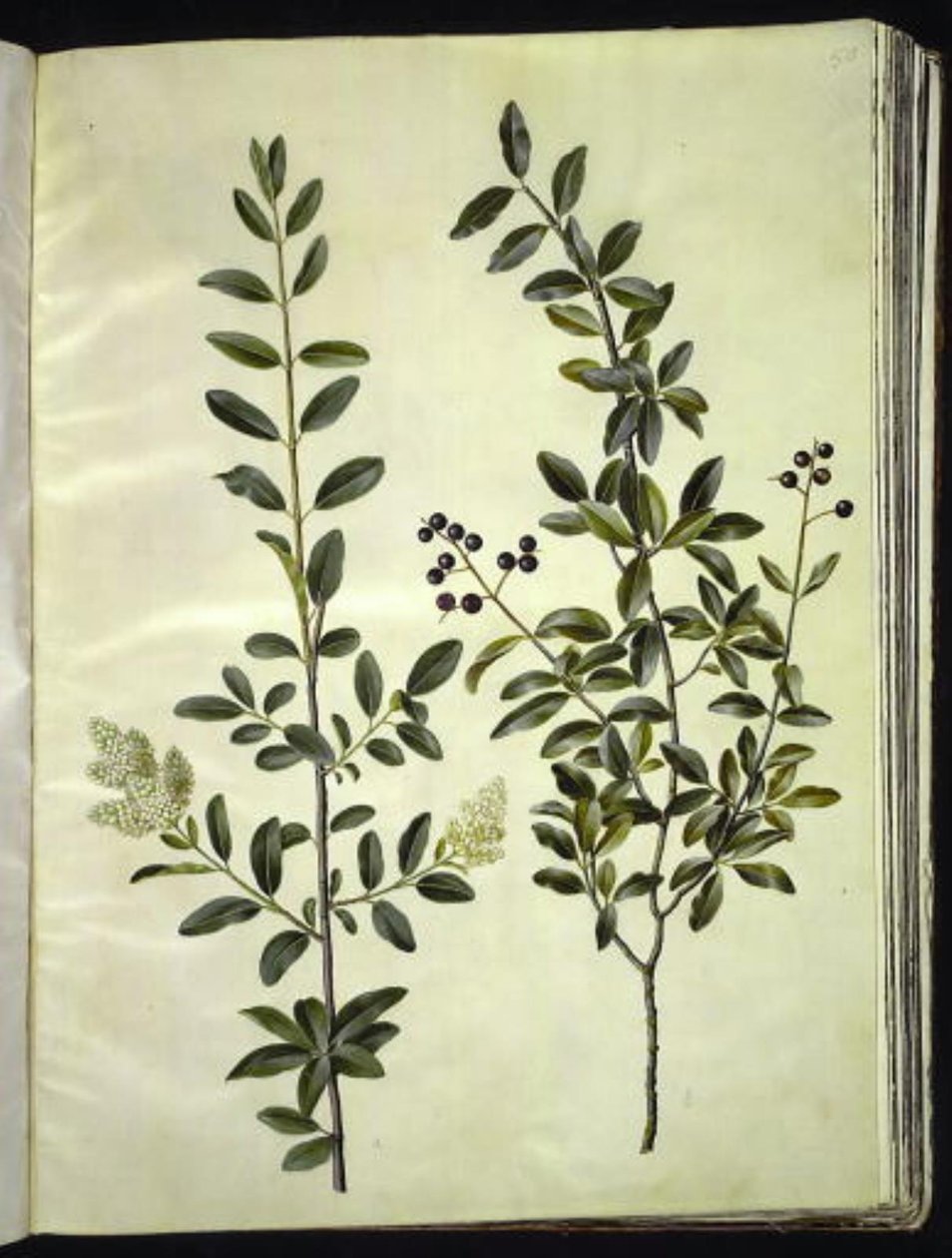 Ligustrum vulgare (privet) tekijältä Hans Simon Holtzbecker