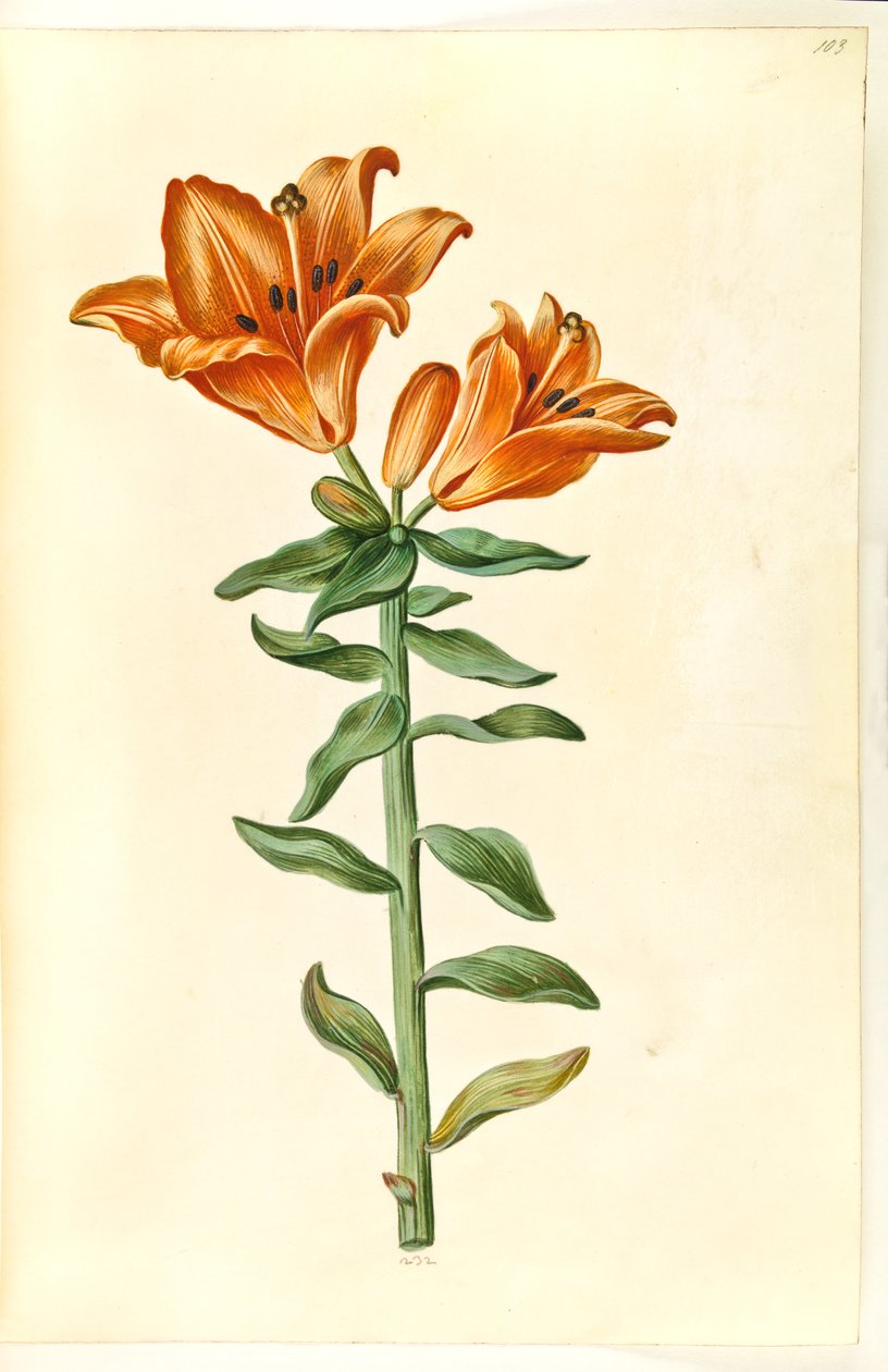 Lilium bulbiferum (tuli lilja) tekijältä Hans Simon Holtzbecker