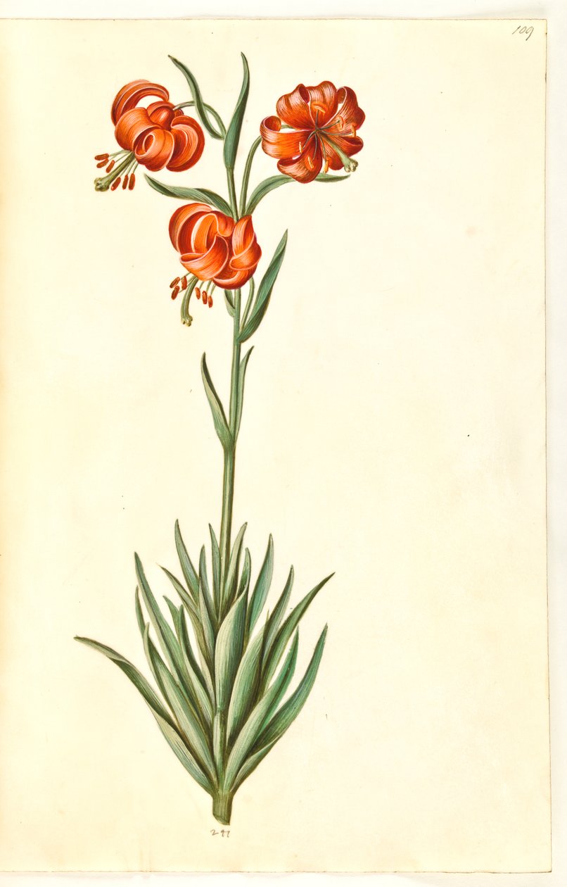 Pompon lilja (pompon-lilje) tekijältä Hans Simon Holtzbecker