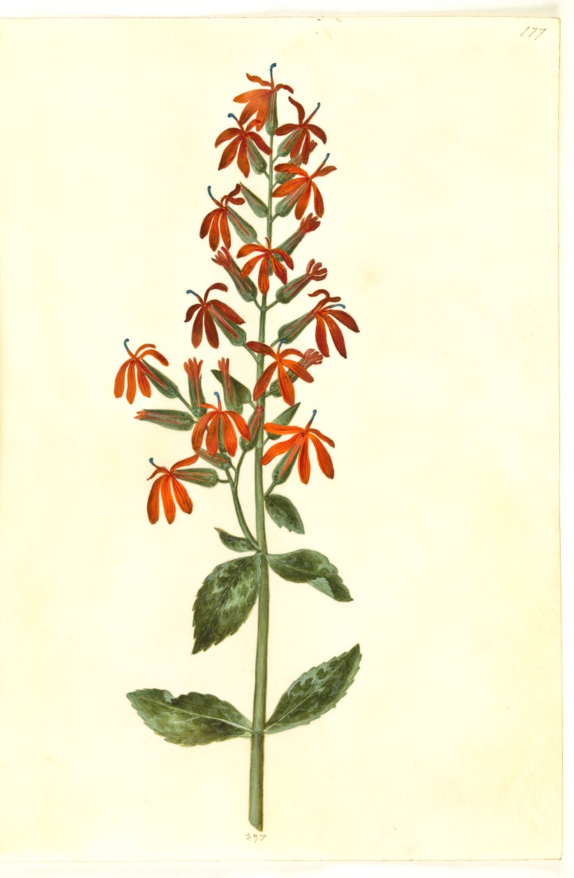 Lobelia cardinalis (kardinaalilobelie) tekijältä Hans Simon Holtzbecker
