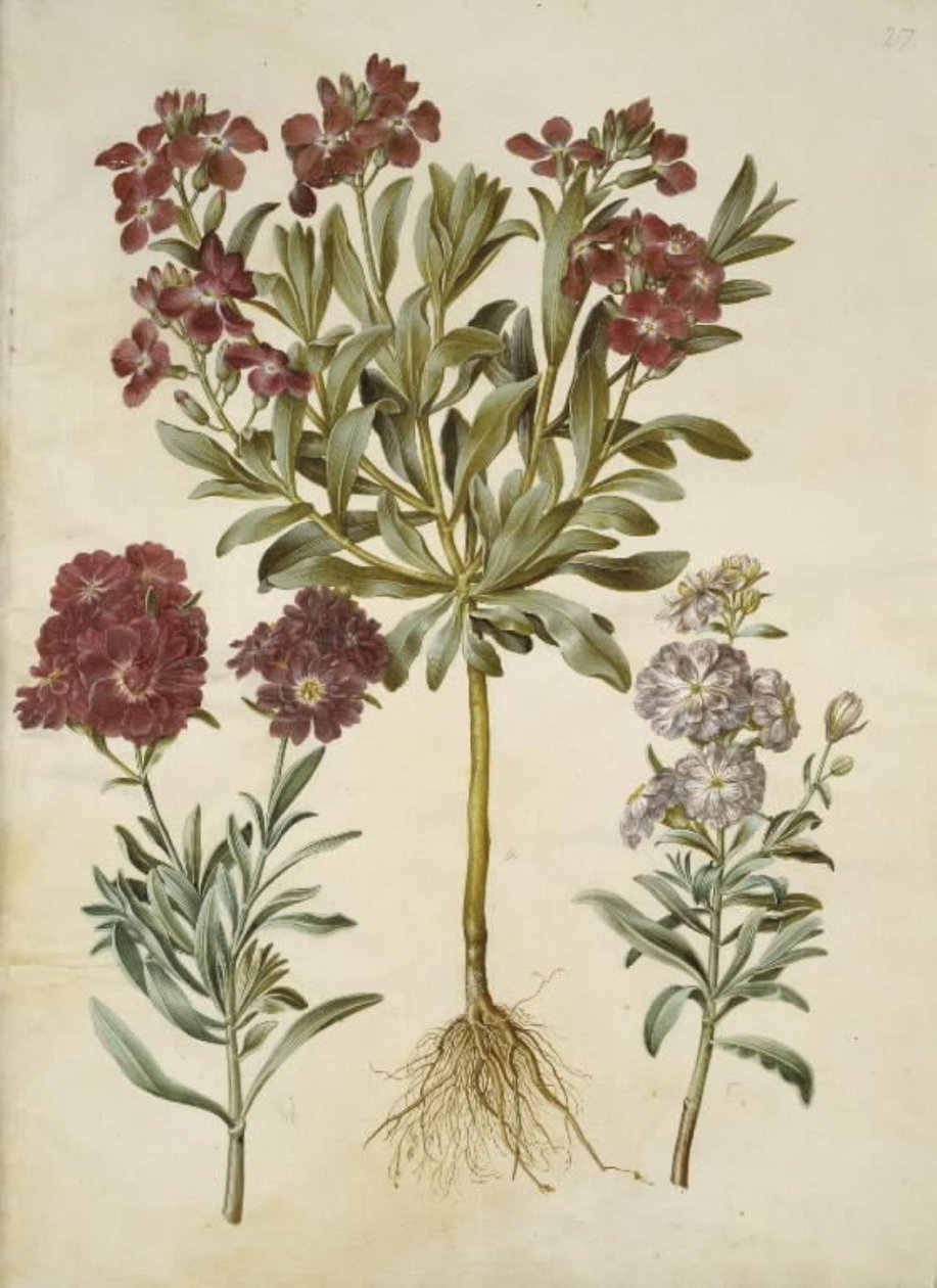Matthiola incana (vinter-levkøj) tekijältä Hans Simon Holtzbecker