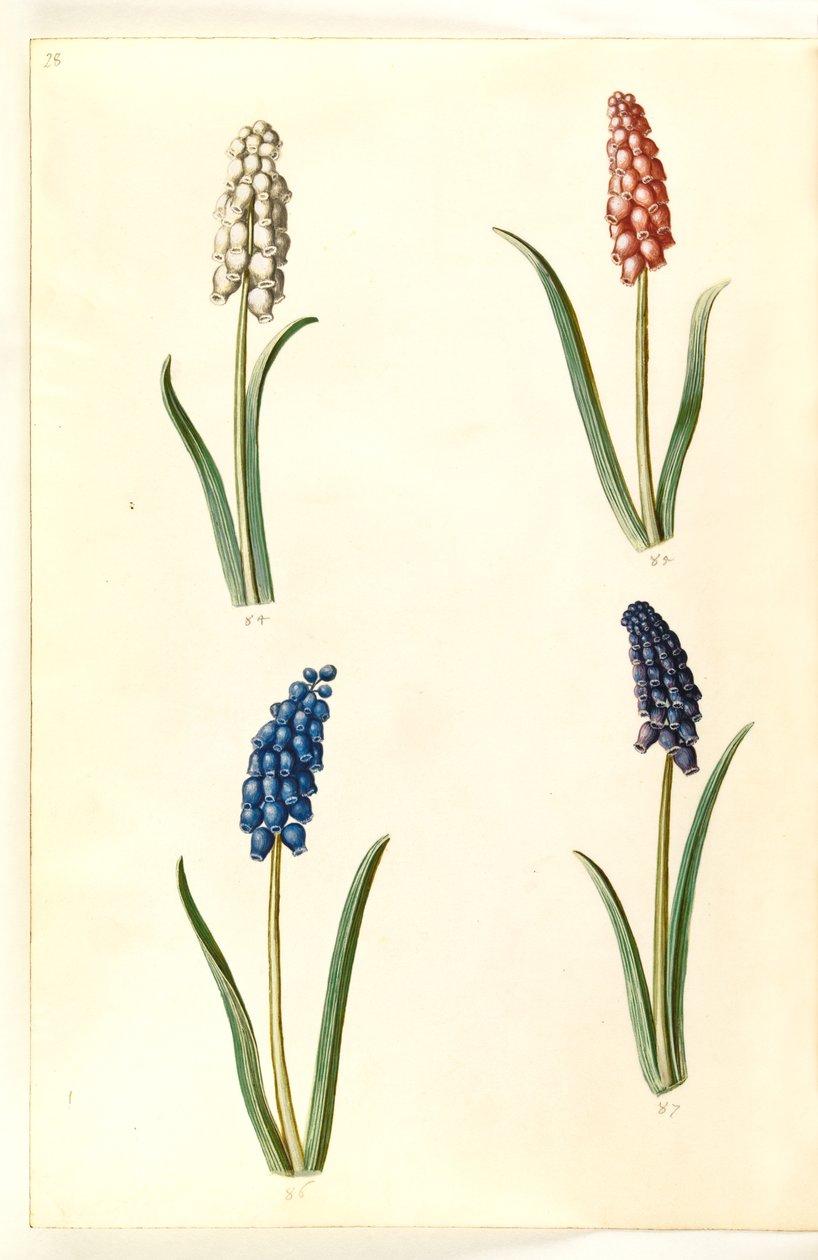 Muscari botryoides (yleinen helmihyasintti) tekijältä Hans Simon Holtzbecker